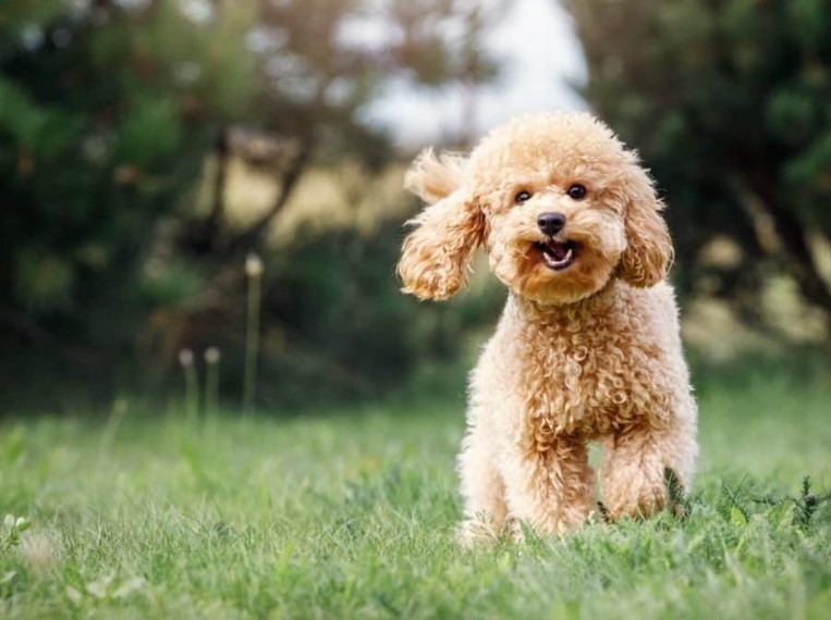 Top Dog Training Treats for Successful Training and a Happy Pup