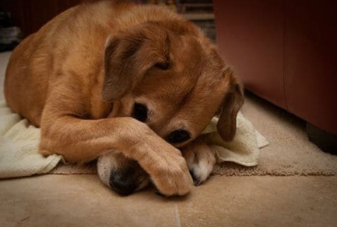 Banish the Stink: Effective Ways to Get Rid of Dog Smell in Your Home